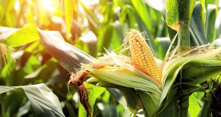 Corn – Gardening Tips from the Culinary View