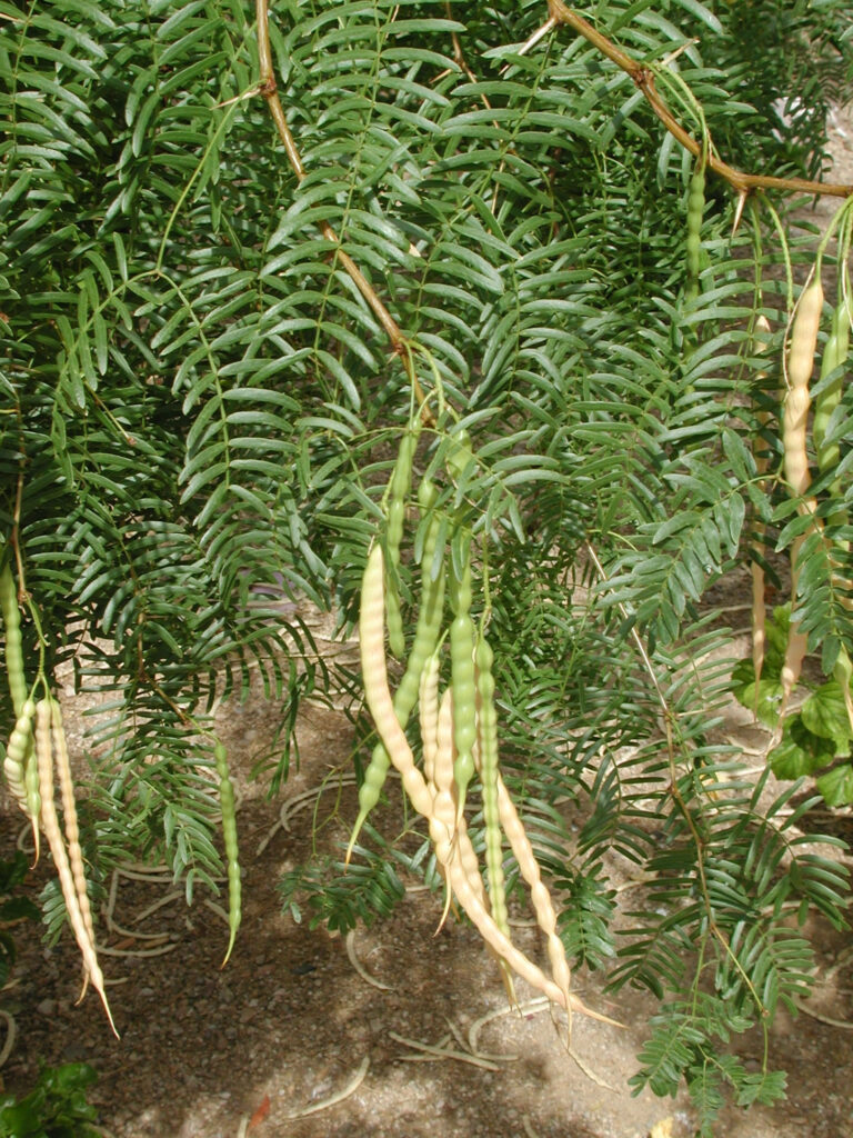 Mesquite Bean – Gardening Tips from the Culinary View