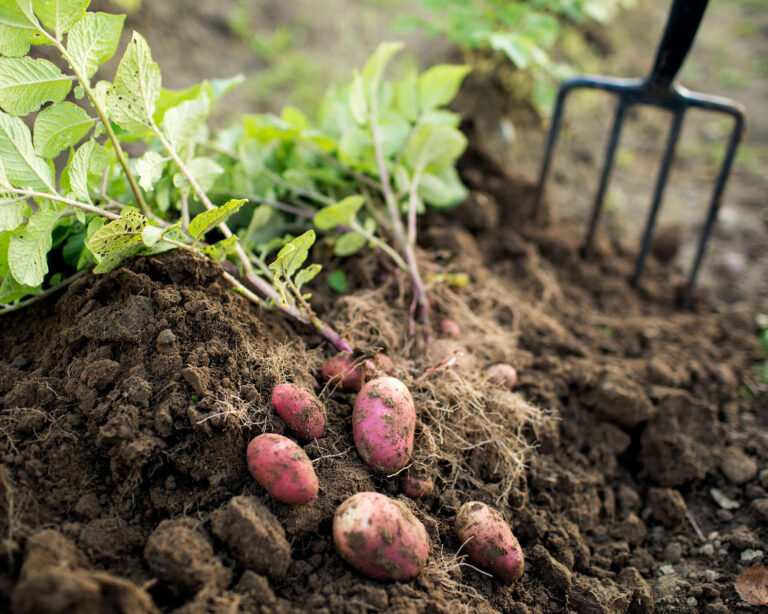 Potatoes – Gardening Tips from the Culinary View